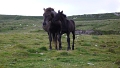 Irlande juin 2008 3